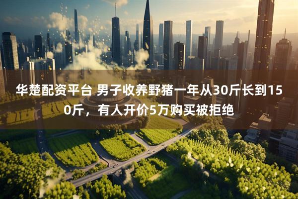 华楚配资平台 男子收养野猪一年从30斤长到150斤，有人开价5万购买被拒绝