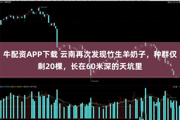 牛配资APP下载 云南再次发现竹生羊奶子，种群仅剩20棵，长在60米深的天坑里